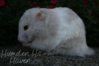 Mirage- Silver Dove Tortoiseshell and White (Banded) Longhaired